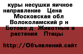 куры несушки яичное направление › Цена ­ 300 - Московская обл., Волоколамский р-н, Ботово д. Животные и растения » Птицы   